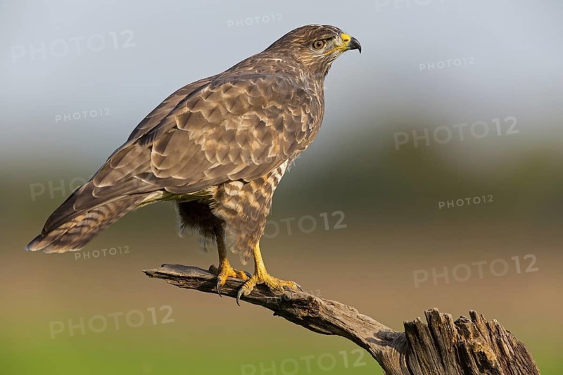 Buzzard, (Buteo buteo), animals, bird, bird of prey, buzzard, hawk family, biotope, habitat, perch, Beindersheim, Bad Dürkheim district, Rhineland-Palatinate, Federal Republic of Germany