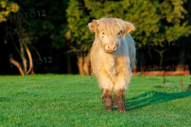 Early one sunny morning, a Highland calf (Bos primigenius taurus) stands in a green pasture at the edge of the forest. Bavaria, Germany