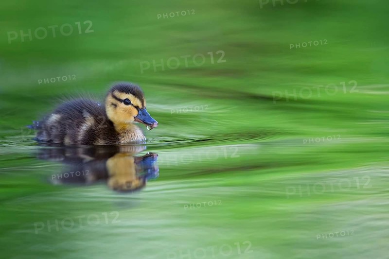 Mallard, chick, juvenile, baby duck, swims in the water, sideways, (Anas platyrhynchos), female, Canard colvert, Azulón, Rosensteinpark, Stuttgart, Baden-Württemberg, Federal Republic of Germany