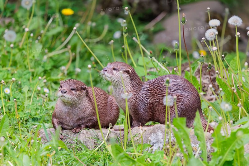 On a sunny day, two oriental small-clawed otter (Aonyx cinerea) are resting in a flowering meadow by the riverbank. India to Southeast Asia, islands of Sumatra, Java, Borneo and Palawan