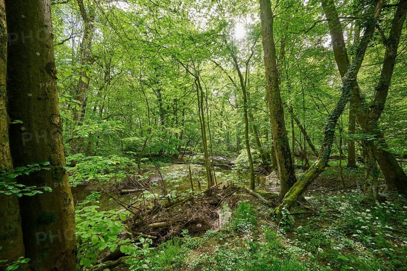 Picturesque forest scene with a small river surrounded by lush green foliage, wild garlic (Allium ursinum), spring, Bullau, Erlensee, Hanau, Hesse, Germany