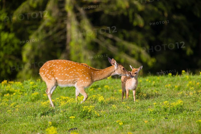One female Manchurian sika deer or Dybowski's sika deer (Cervus nippon mantchuricus or Cervus nippon dybowskii) stands with her fawn on a meadow on hilly ground