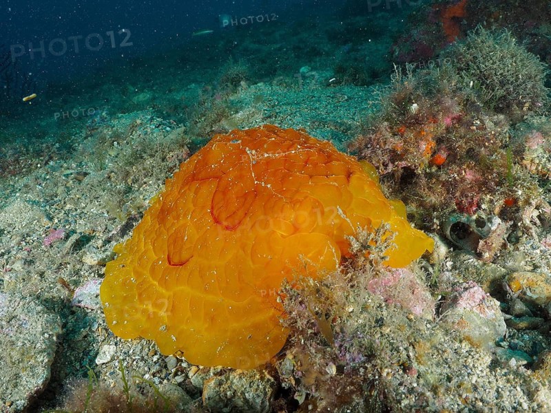 Orange tortoise snail, large side-gilled snail (Pleurobranchus testudinarius) on a stony seabed, surrounded by small algae and marine plants, dive site at the Cap de Creus Marine Reserve, Rosas, Costa Brava, Spain, Mediterranean Sea