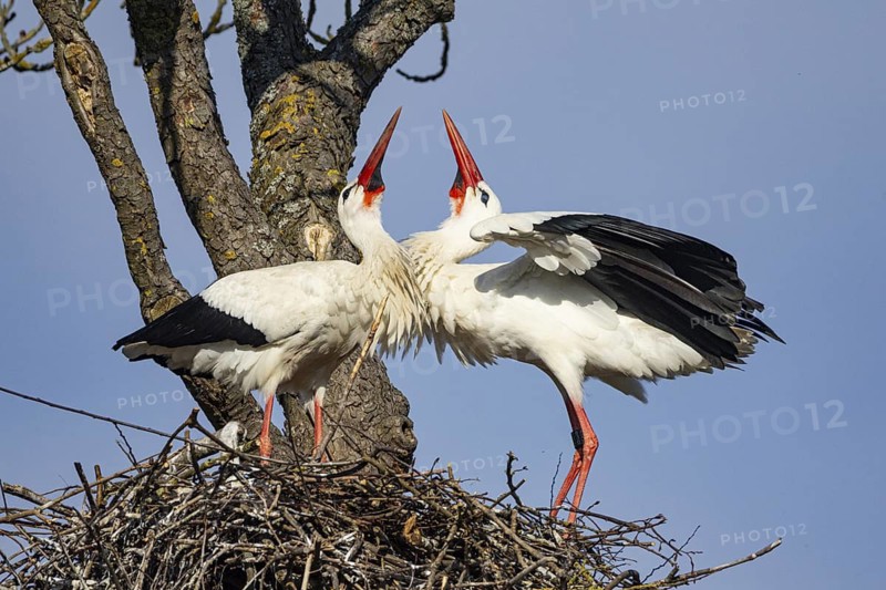 White stork (Ciconia ciconia) Germany