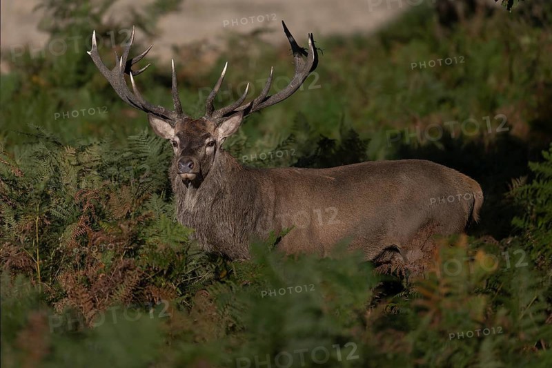 Red deer at the rutting 2025, London, Great Britain