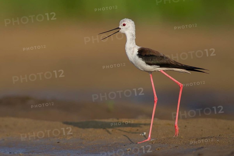 Black-winged Stilt (Himantopus himantopus) female, Subotica, Serbia