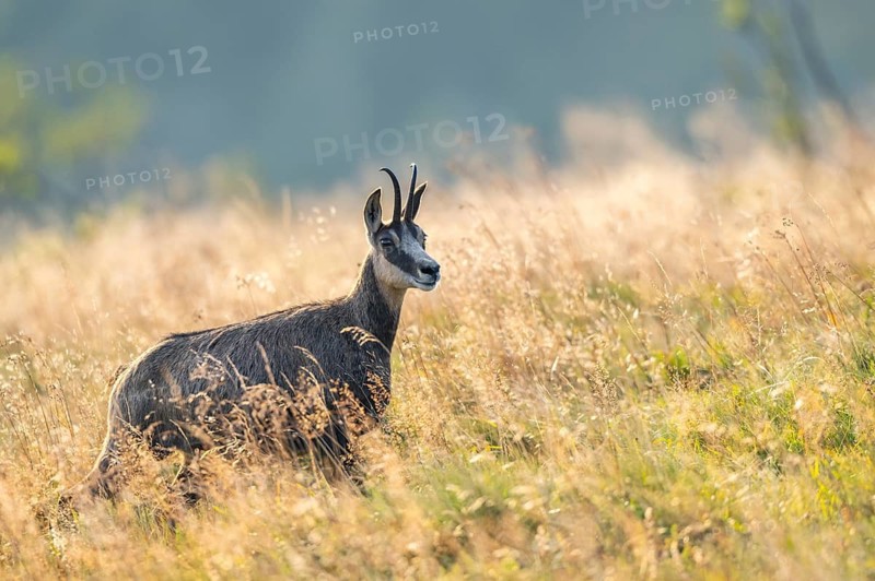 Chamois (Rupicapra rupicapra) on a meadow in the Vosges Mountains, wildlife, France