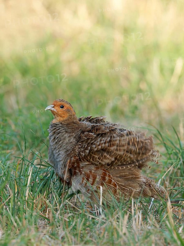 A partridge (Perdix perdix) shakes its feathers after a dust bath, Solms, Hesse, Germany