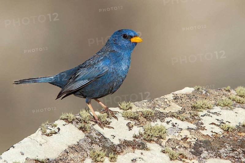 Blue Finch (Porphyrospiza caerulescens) perched on a rock in the Atlantic rainforest of southeast Brazil