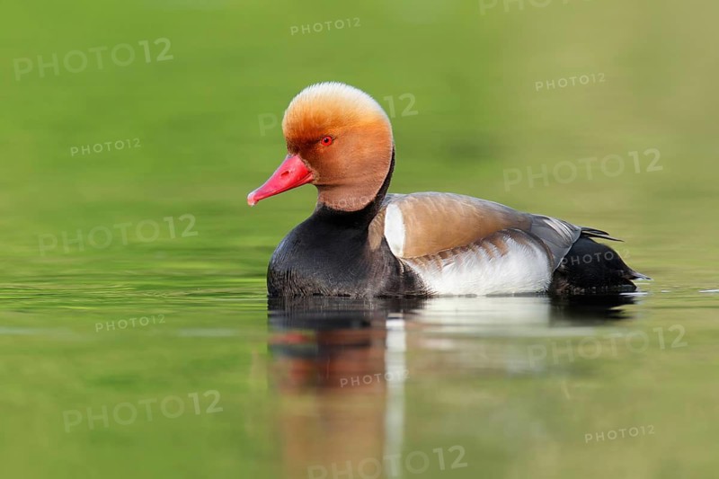Red-crested Pochard (Netta rufina) male, Brandenburg, Germany