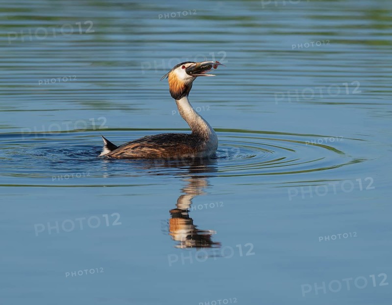 Great Crested Grebe (Podiceps Scalloped ribbonfish) with a large fish in its beak swimming on a lake, devouring a large, captured rudd (Scardinius erythrophthalmus), blue water, Lower Saxony, Germany