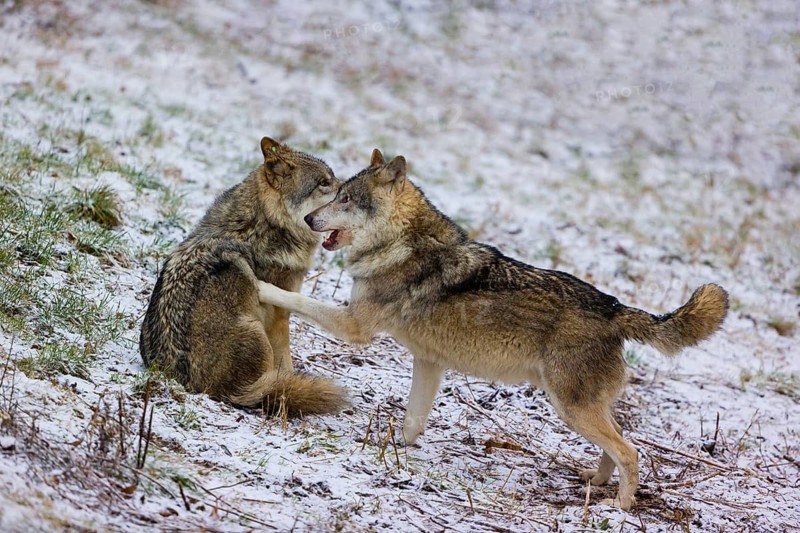 Two adult male eurasian gray wolves (Canis lupus lupus), social behaviour, friends
