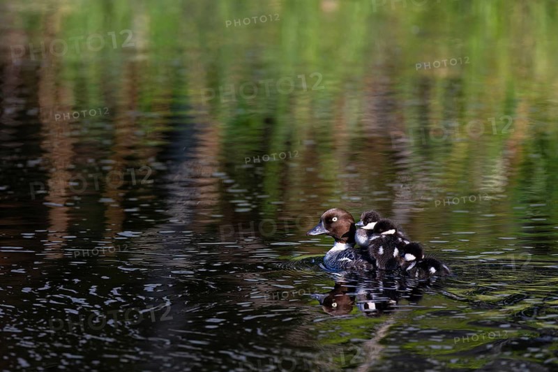 Common goldeneye (Bucephala clangula), female with three chicks swimming on a river, Sanginjoki Nature Reserve, Northern Ostrobothnia, Finland