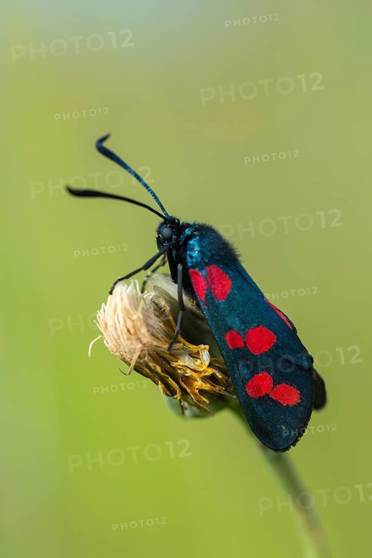 Acorn ram, common blood droplet, Granelli, Italy, Pantani Cuba and Longarini, six-spot ram, six-spot burnet, migratory bird sanctuary, Pantani Cuba & Longarini migratory bird sanctuary, zygaena filipendulae, blood droplets, burnet, butterfly, high size, portrait format, insects, Italy, moths, moths, moths, butterfly, Sicily, Foundation for Biodiversity, Widderchen