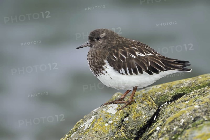 Black Turnstone (Arenaria melanocephala), British Columbia, Canada