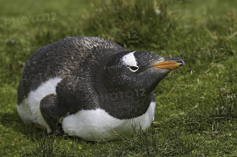 Gentoo Penguin (Pygoscelis papua), Falkland Islands