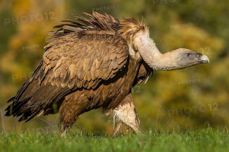 Griffon Vulture (Gyps fulvus), Castile and Leon, Spain