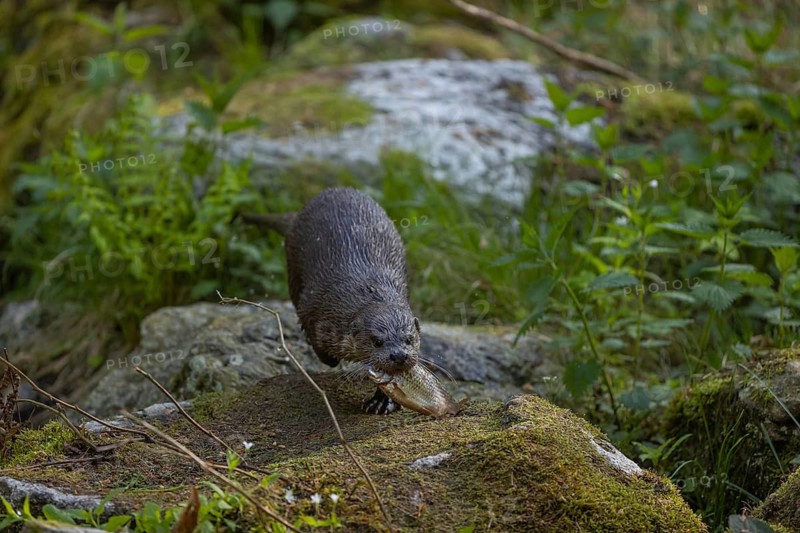One Eurasian otter (Lutra lutra), sitting on a mossy rock and eating a fresh caught fish