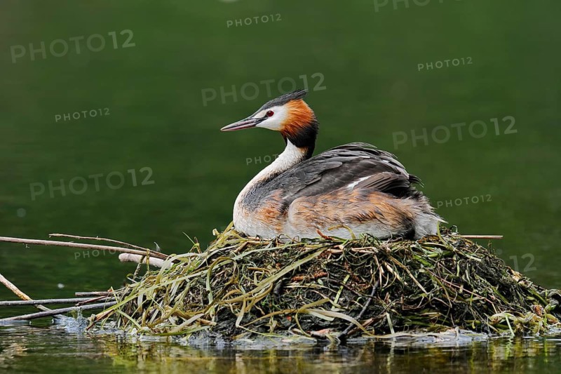 Great Crested Grebe (Podiceps Scalloped ribbonfish) sitting on its nest, North Rhine-Westphalia, Germany