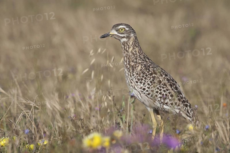 Kaptriel (Burhinus capensis), South Africa