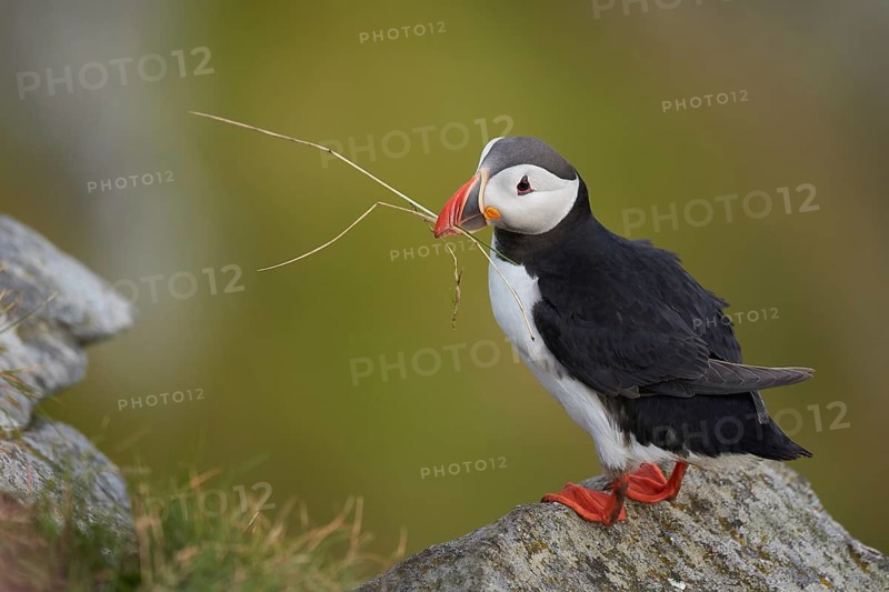 Atlantic Puffin (Fratercula arctica) perched on cliff, Dovrefjell, Norway