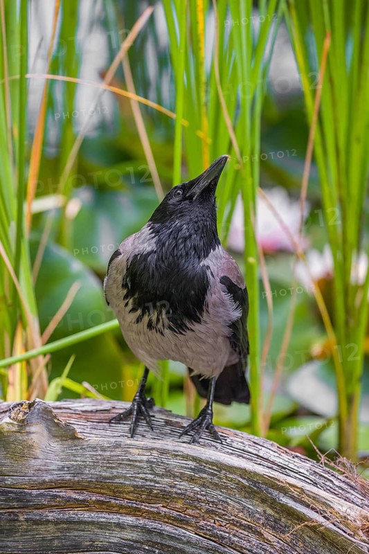 An adult hooded crow (Corvus cornix), sits on a branch in a garden pond