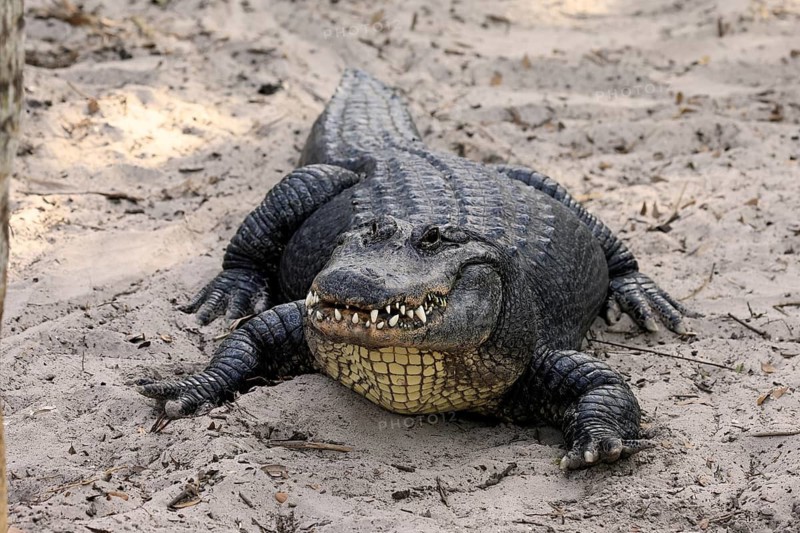 Mississippi Alligator (Alligator mississippiensis), pike alligator, adult, friendly, portrait, smiling, on land, in the sand, Florida, USA, North America