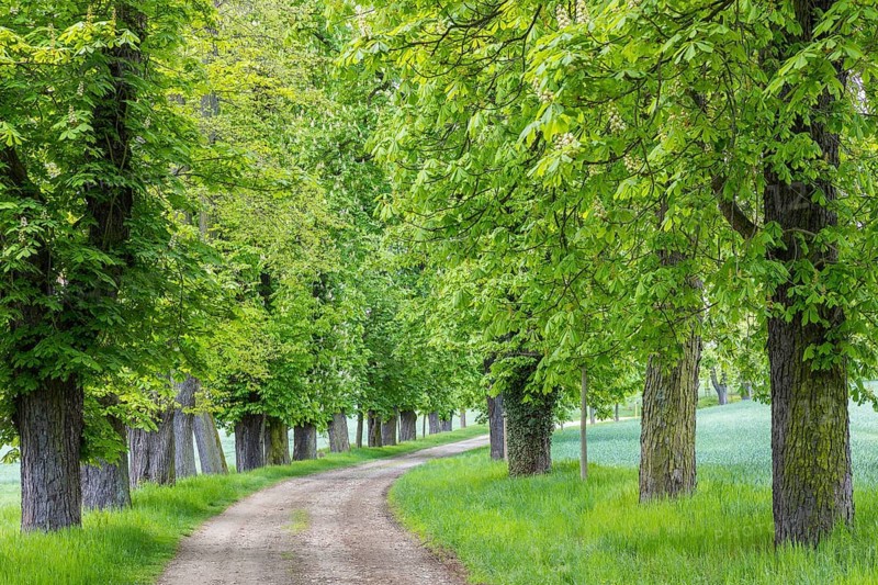 Listed avenue with old trees of white horse chestnut (Aesculus hippocastanum) in Hermsdorf, Ottendorf-Ockrilla, Saxony, Germany