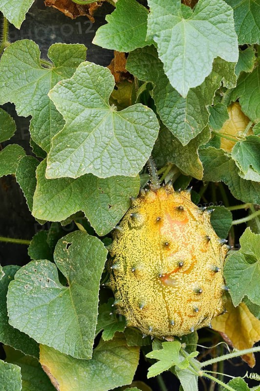 Horned cucumber, kiwano or horned melon (Cucumis metuliferus), fruit and leaves, native to Africa