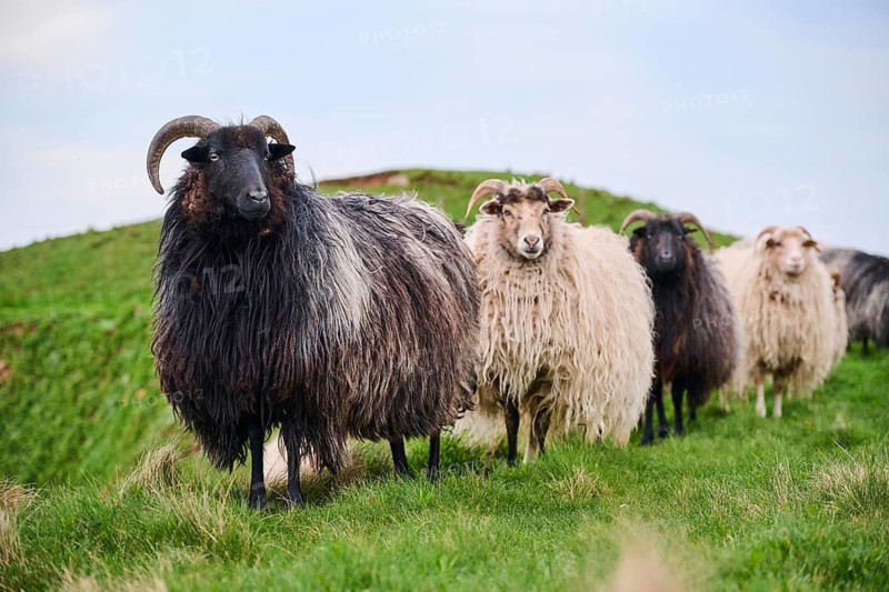 Domestic sheep (Ovis aries) 'Heidschnucke moorland sheep' on a meadow, Helgoland, Germany