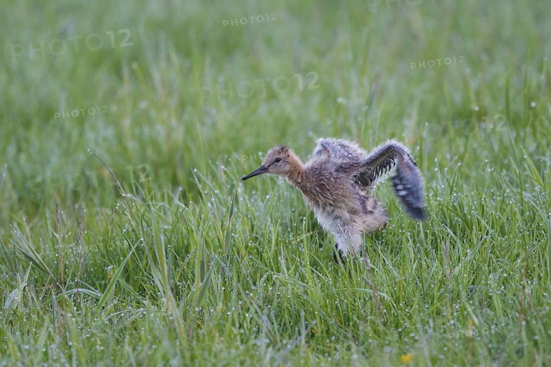 Black-tailed Godwit (Limosa limosa) juvenile, Netherlands