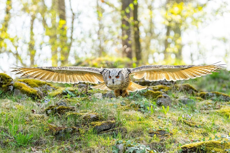 Eurasian eagle-owl (Bubo bubo) landing, captive, Bavaria, Germany
