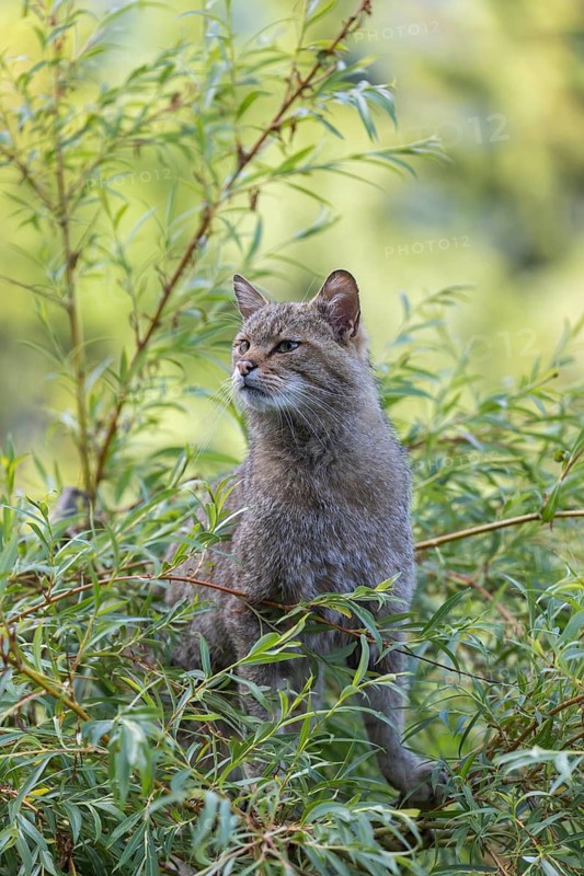 One European wildcat, Felis silvestris silvestris, sitting in a green weeping willow tree. Green leaves all around