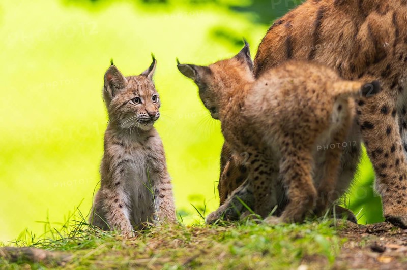 Eurasian lynx (Lynx lynx) youngsters (cubs) playing with each other in a forest, Bavaria, Germany