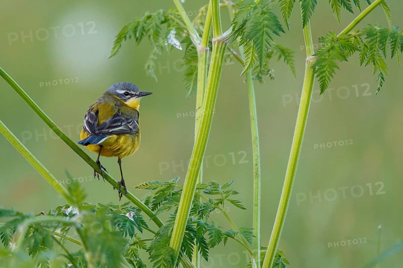 Western Yellow Wagtail (Motacilla flava) male, North Rhine-Westphalia, Germany