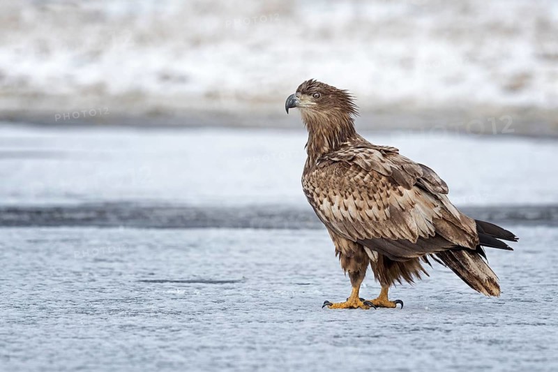 White-tailed Eagle (Haliaeetus albicilla) juvenile on ice, Poland