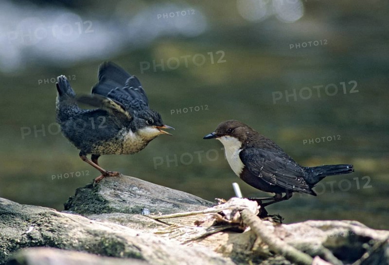 Cinclus cinclus, dipper, dipper, adult, birds, adult, feeding, sexually mature, adolescent, juvenile, leo, passeri, songbirds, birds