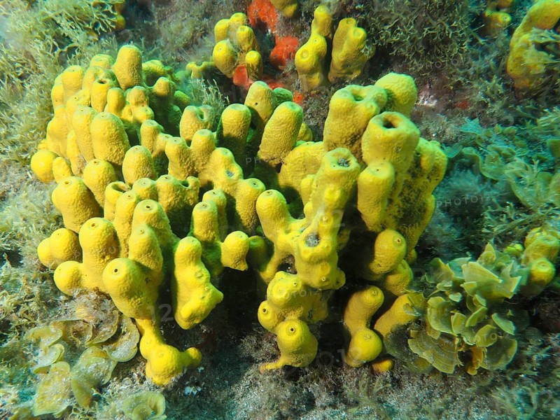 Yellow tube sponges, known as ‘gold sponges' (Aplysina aerophoba), grow densely clustered on the seabed at the El Cabron Marine Protected Area dive site, Arinaga, Gran Canaria, Spain, Europe, Atlantic Ocean