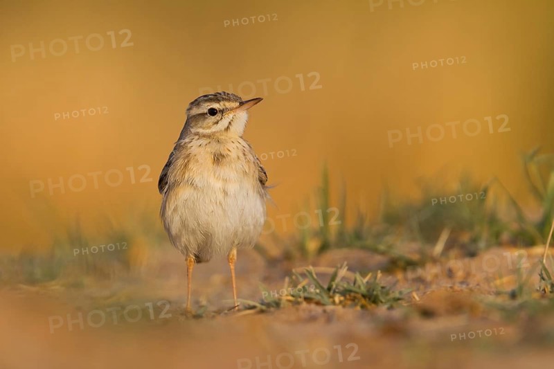 Tawny Pipit - Brachpieper - Anthus campestris, Oman