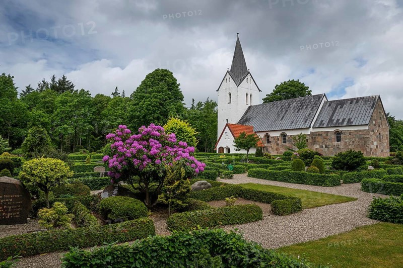 Well-kept cemetery with low hedges and purple rhododendron bush, side view of an old Romanesque stone church, Husby Church, Husby, Holstebro Municipality, Denmark