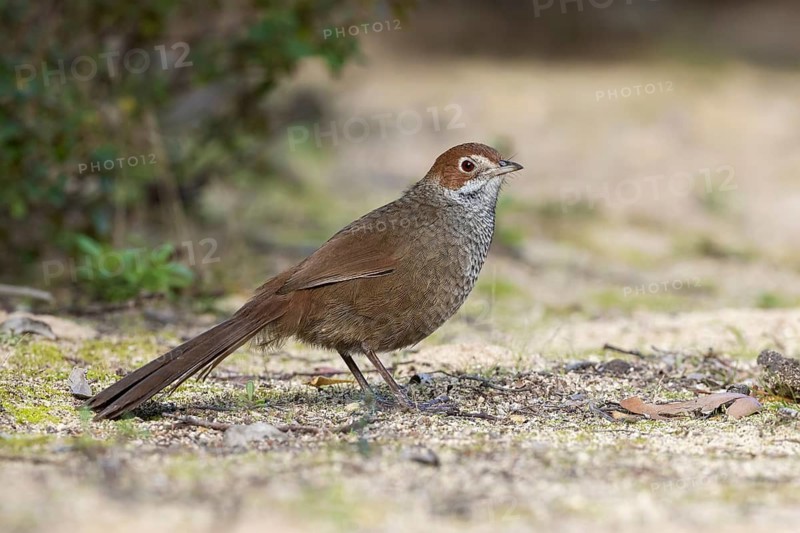 Rufous Bristlebird (Dasyornis broadbenti) perched on the ground, Victoria, Australia