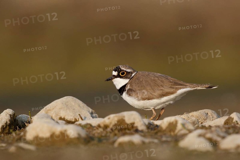 Little Ringed Plover (Charadrius dubius) male, North Rhine-Westphalia, Germany
