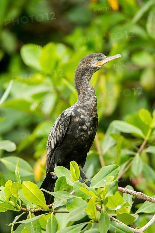 Neotropic Cormorant Phalacrocorax brasilianus San Blas, Nayarit, Mexico 7 June Immature transitioning to adult plumage. Phalacrocoracidae