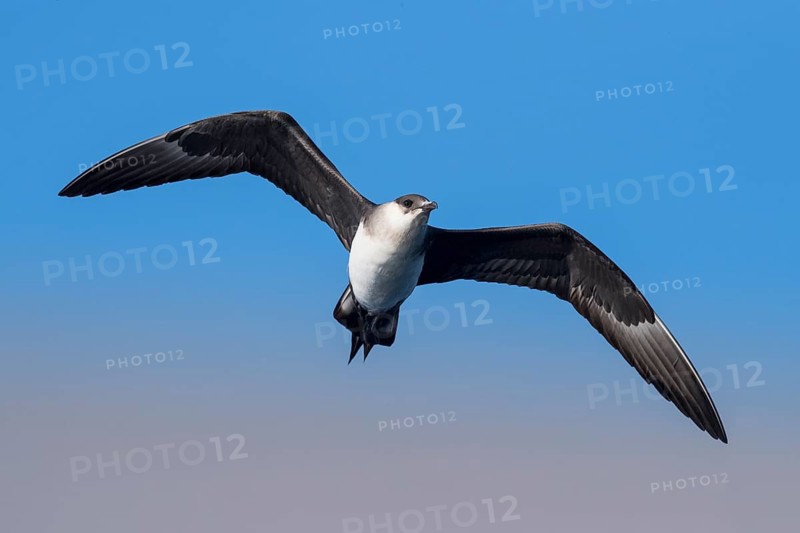 Parasitic Jaeger (Stercorarius parasiticus) flying, Eilat, Israel