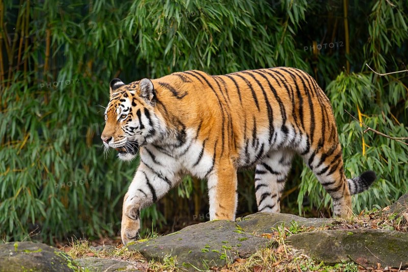 Siberian tiger (Panthera tigris tigris) walking in a forest, captive, incidence in Russia and Northeast China