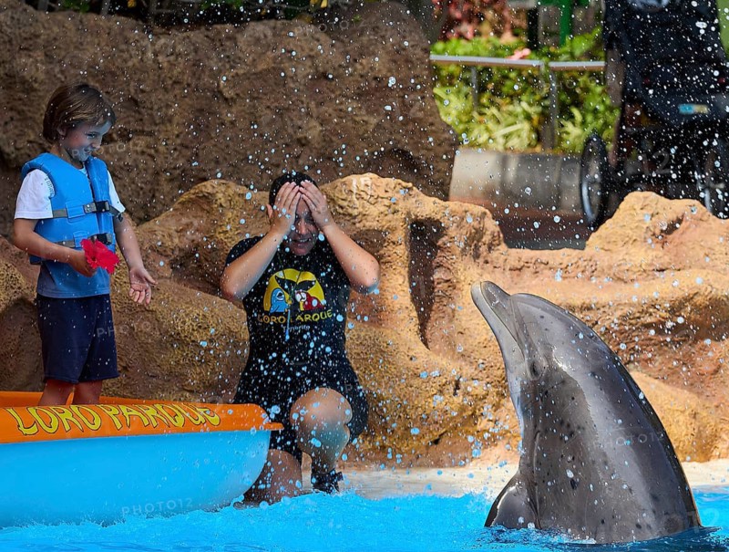 A child and a trainer interacting with a dolphin at the edge of a pool, Dolphin, Dolphin (Delphinidae), Dolphin show, Loro Parque, Puerto de la Cruz, Tenerife, Canary Islands, Spain