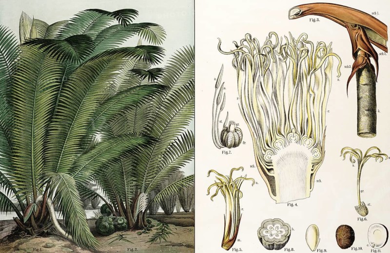 Ivory palm, Phytelephas macrocarpa, rock nut, school picture, illustration, reproduction from a model from the 19th century. School picture, mural, authentic, file restored for optimal use, exact date of original unknown, historical