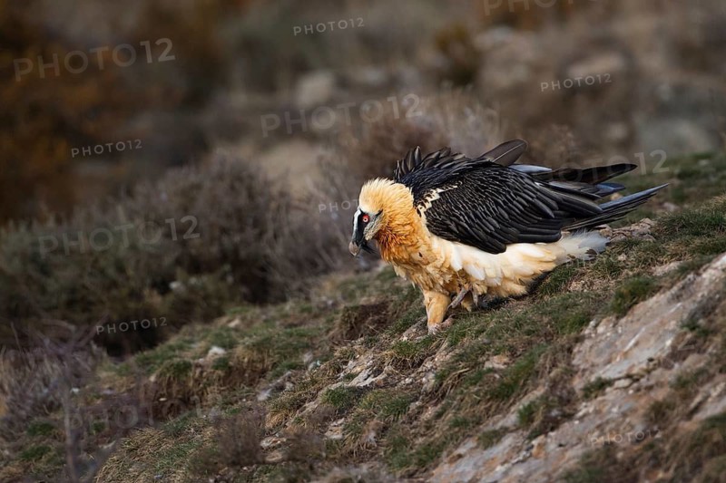 Bearded Vulture (Gypaetus barbatus), Pyrenees, Spain