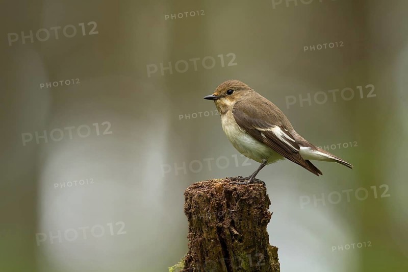 European Pied Flycatcher (Ficedula hypoleuca) female, Utrecht, Netherlands