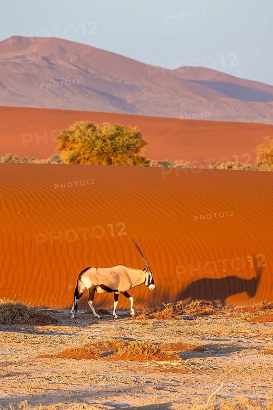 Oryx gazella, oryx antelope walking in front of the red sand dunes of the Namib Desert, Sossusvlei region, Namib-Naukluft Park, Namibia